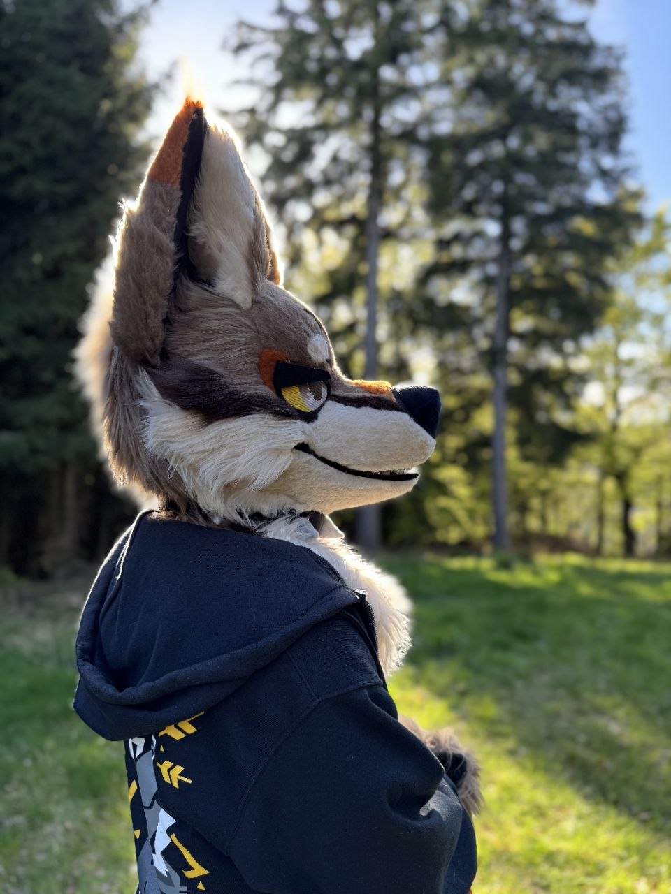 React (Coyote)